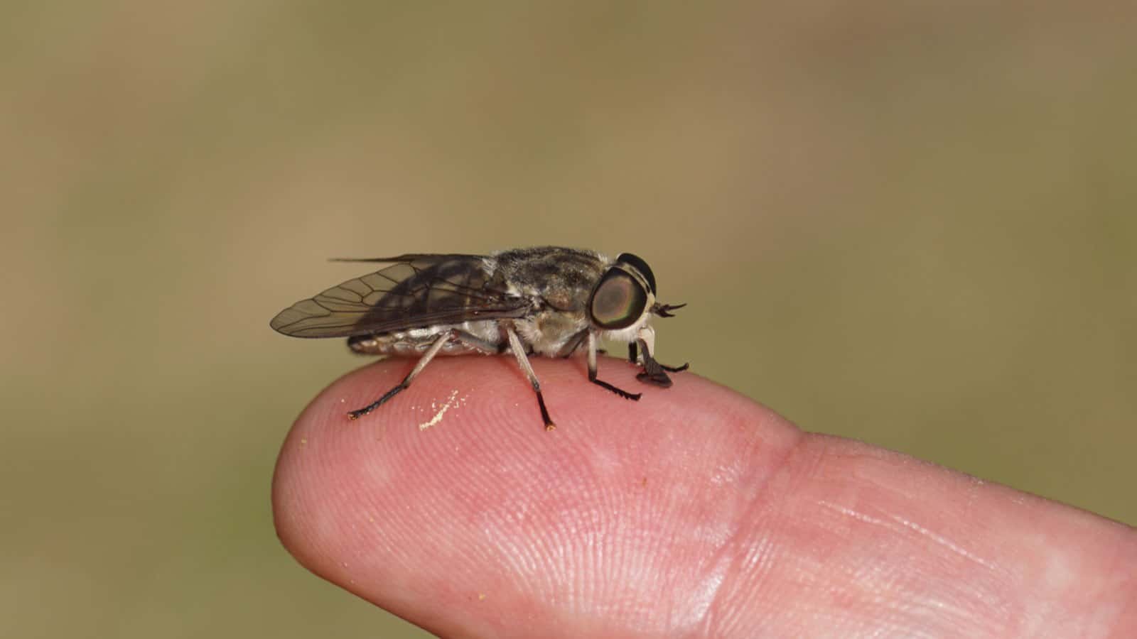 Horsefly on skin
