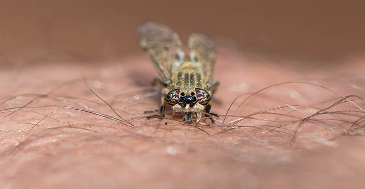 Horsefly bite on skin