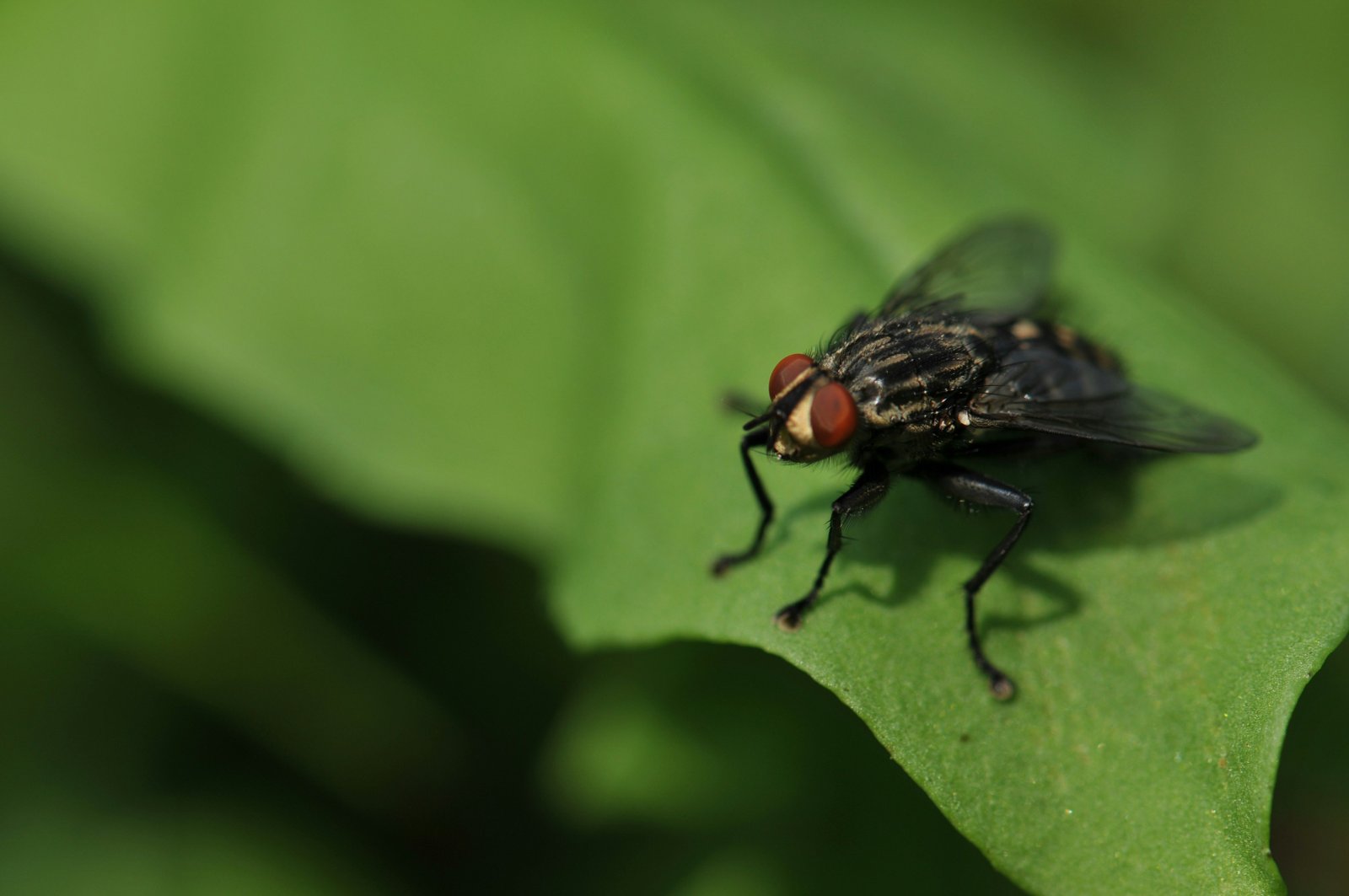 Horse fly close-up on a leaf